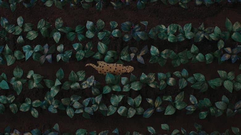 The Sound of the Jaguar