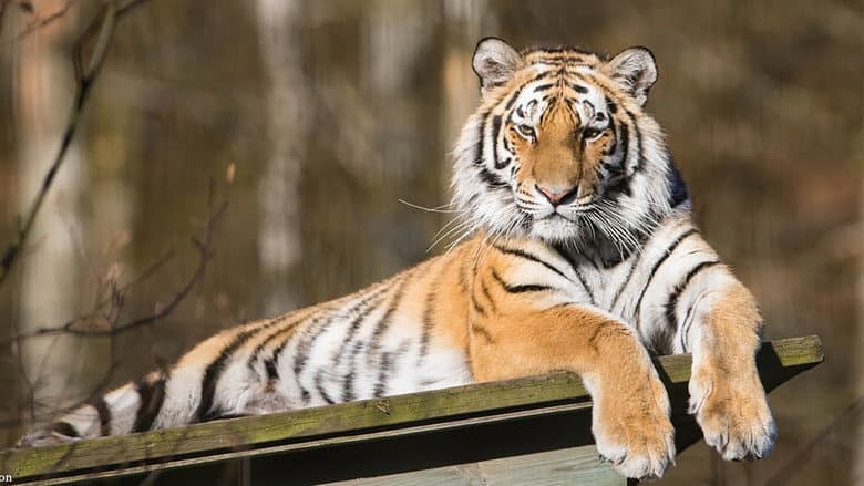 Siberian Tiger, The Secret Kingdom
